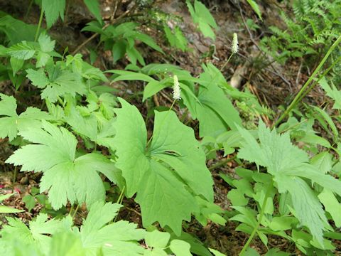 Achlys triphylla