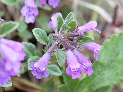 Acinos alpinus