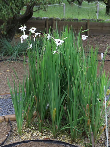 Gladiolus murielae