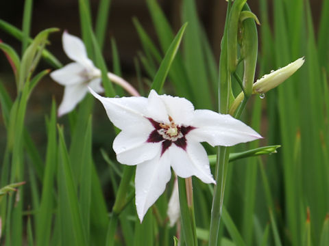 Gladiolus murielae