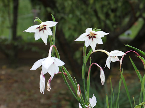 Gladiolus murielae