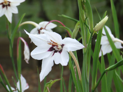 Gladiolus murielae