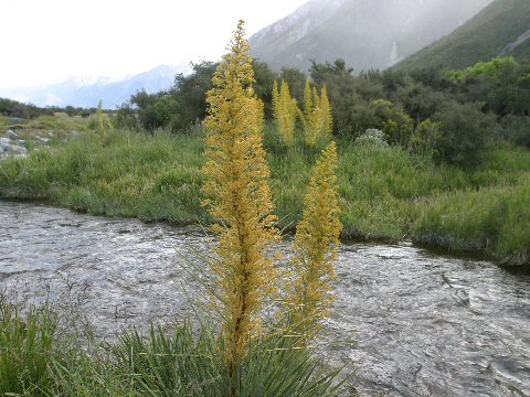 Aciphylla scott-thomsonii