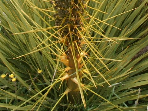 Aciphylla scott-thomsonii