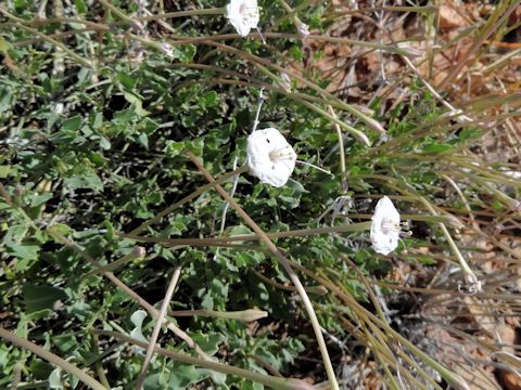 Acleisanthes longiflora