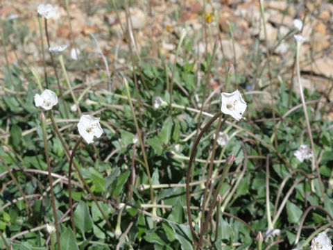 Acleisanthes longiflora