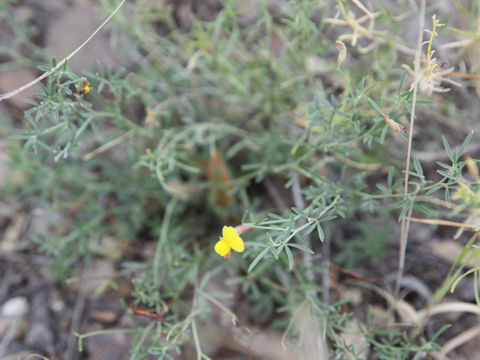 Acmispon oroboides