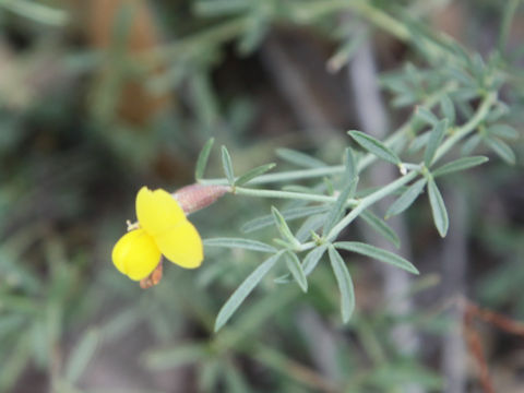 Acmispon oroboides