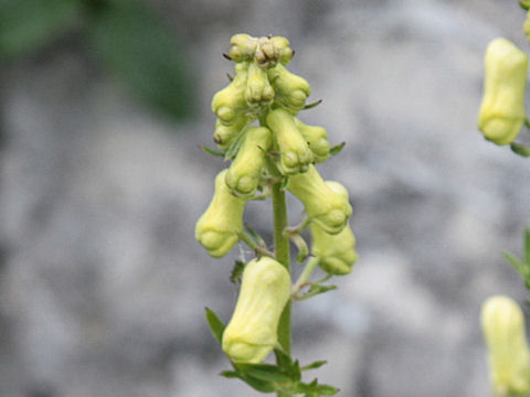 Aconitum lycoctonum