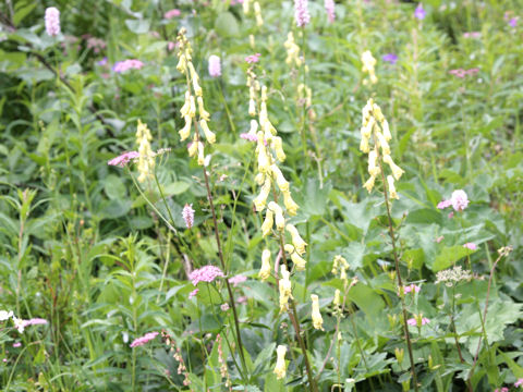 Aconitum lycoctonum