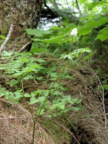 Actaea rubra