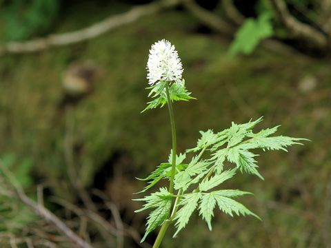 Actaea rubra