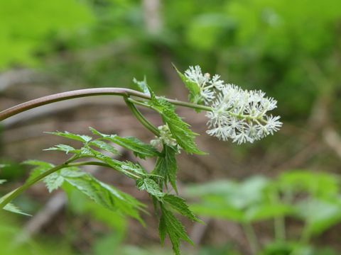 Actaea rubra