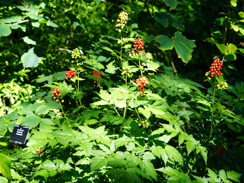 Actaea rubra