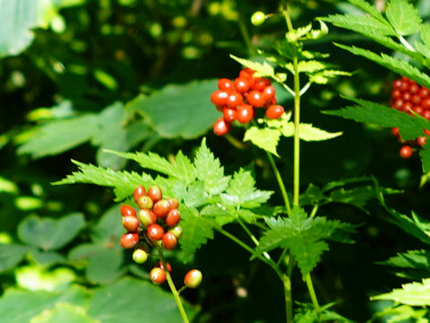 Actaea rubra