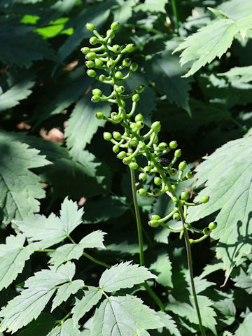 Actaea spicata