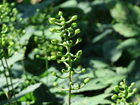 Actaea spicata
