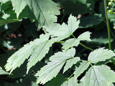Actaea spicata