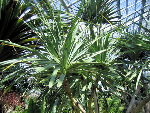 Pandanus odoratissimus