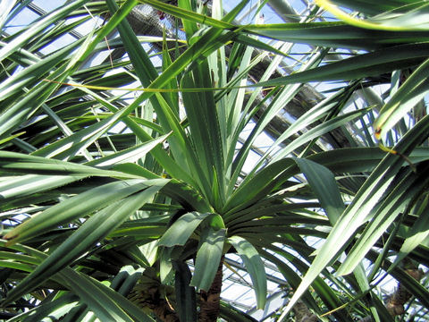 Pandanus odoratissimus