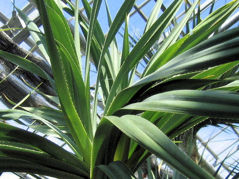 Pandanus odoratissimus