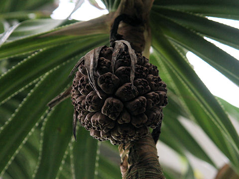 Pandanus odoratissimus