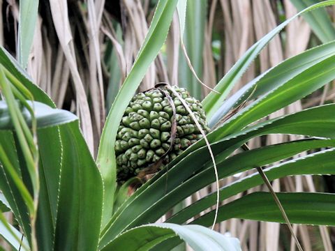 Pandanus odoratissimus