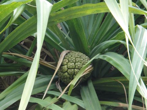 Pandanus odoratissimus