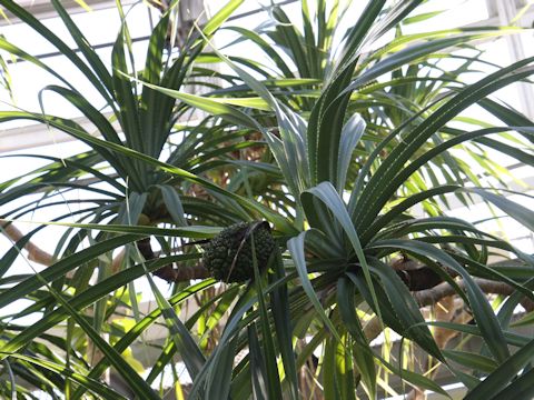 Pandanus odoratissimus