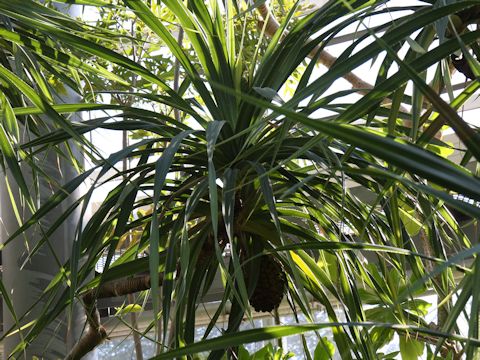 Pandanus odoratissimus