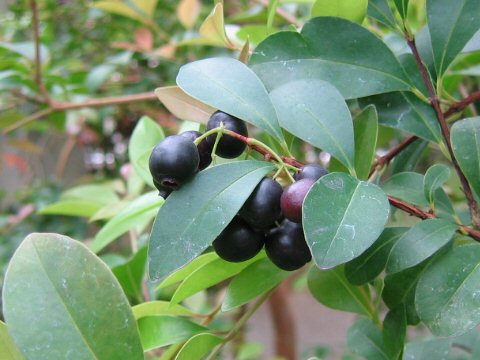 Syzygium buxifolium