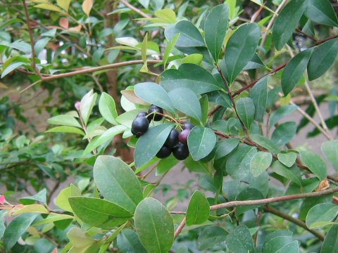 Syzygium buxifolium