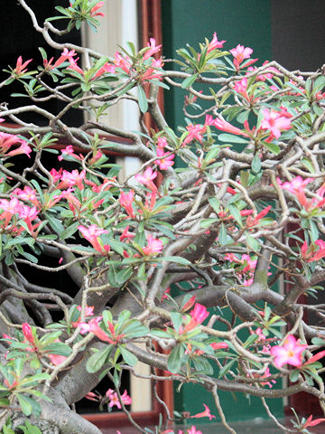 Adenium obesum