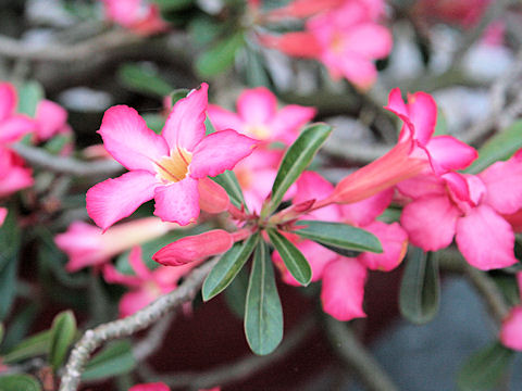 Adenium obesum