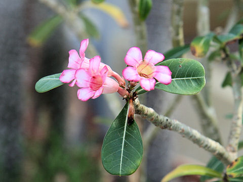 Adenium obesum