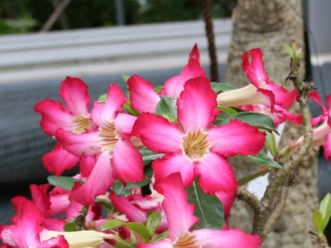 Adenium obesum