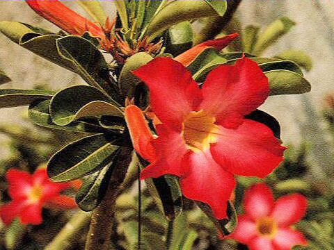 Adenium obesum