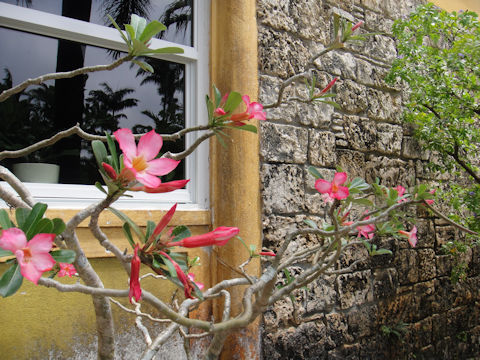 Adenium obesum