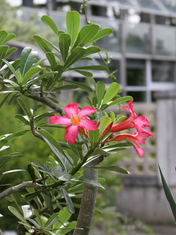 Adenium obesum