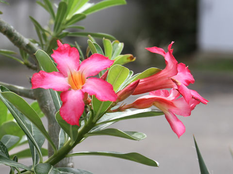 Adenium obesum