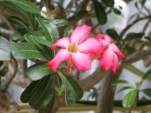 Adenium obesum