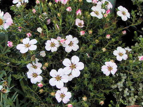 Adenandra uniflora