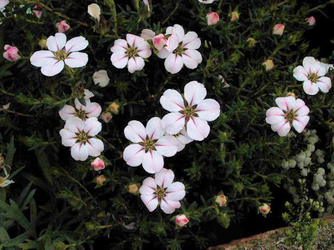 Adenandra uniflora