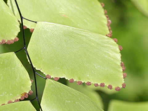 Adiantum peruvianum