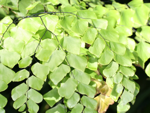 Adiantum peruvianum