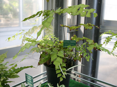 Adiantum peruvianum