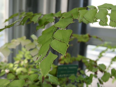 Adiantum peruvianum