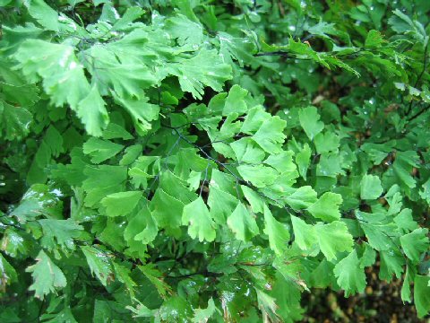 Adiantum venustum