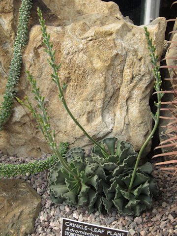 Adromischus cristatus