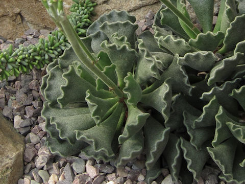 Adromischus cristatus